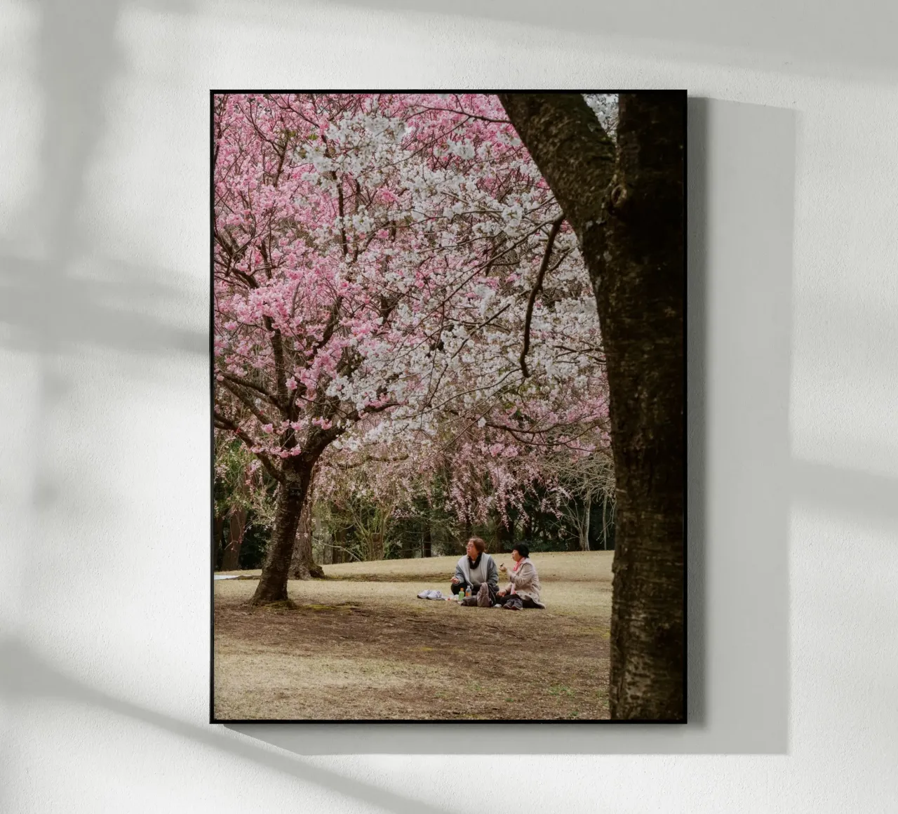 Picnic con i ciliegi in fiore, Giappone plexiglass da Marcel Bisig