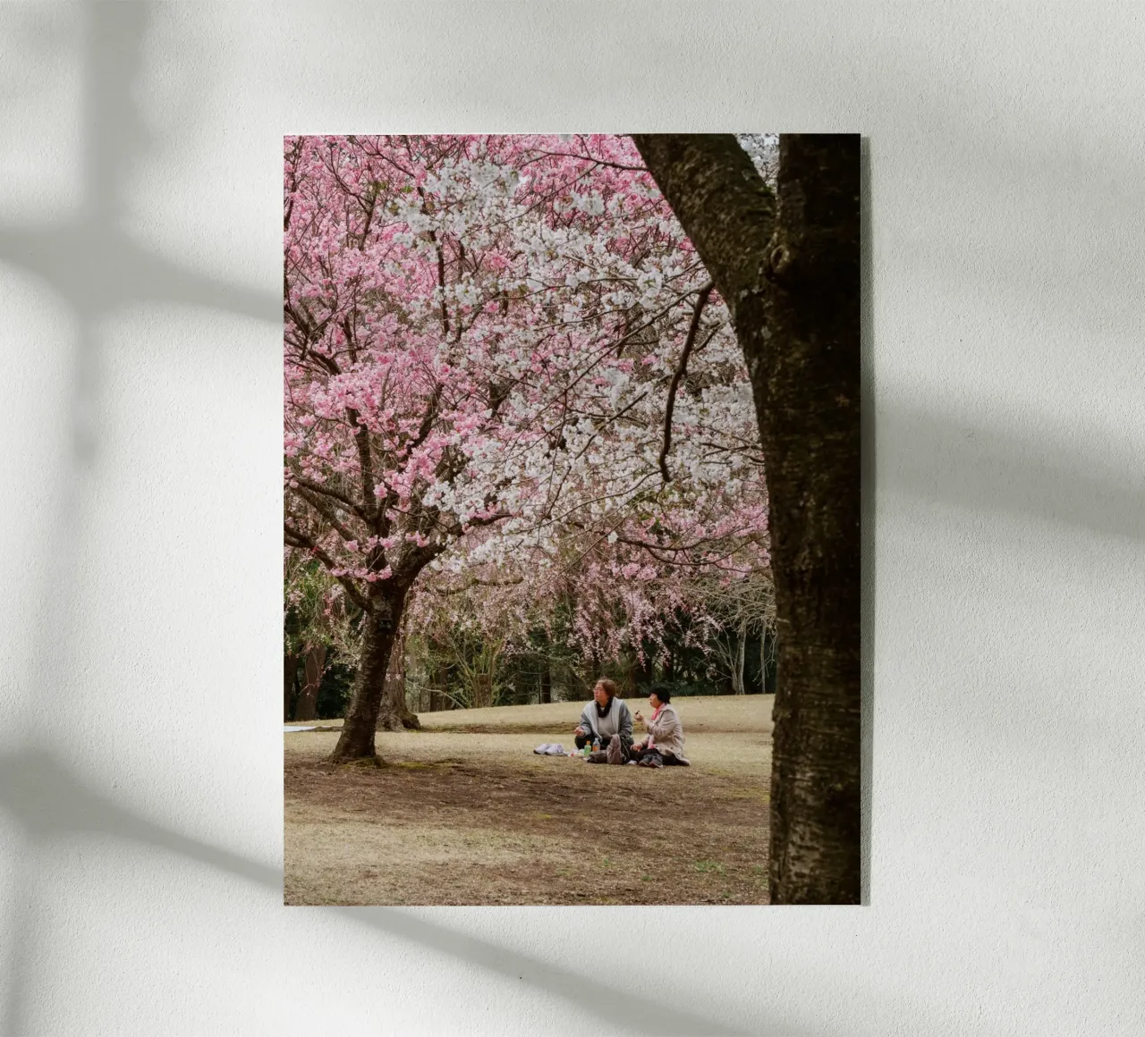 Picnic con i ciliegi in fiore, Giappone plexiglass da Marcel Bisig