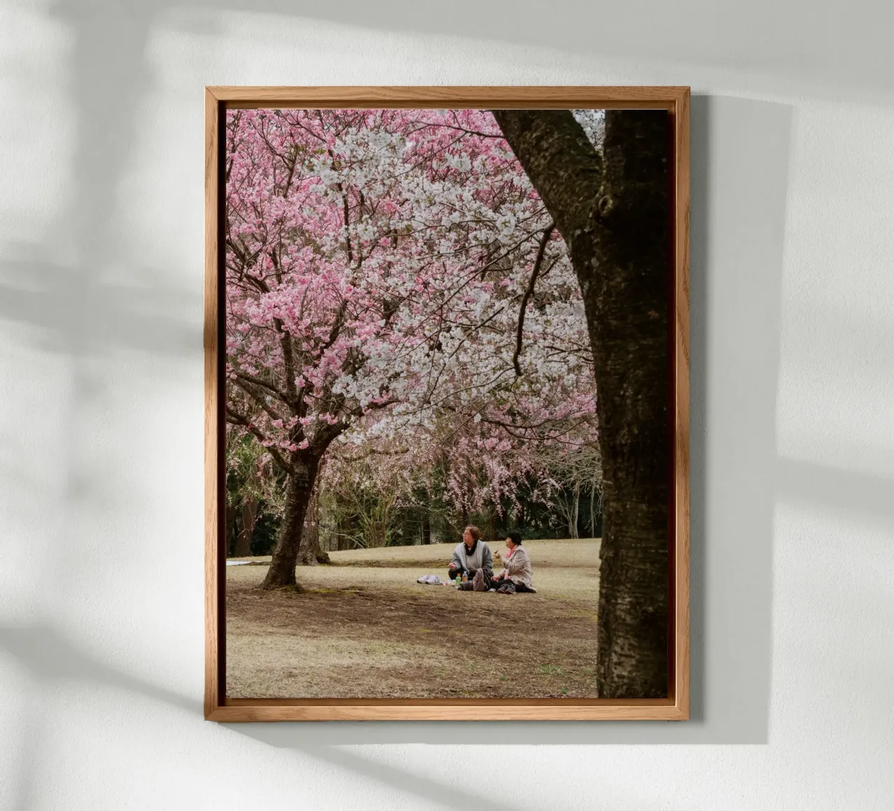 Picnic con i ciliegi in fiore, Giappone pannello forex da Marcel Bisig