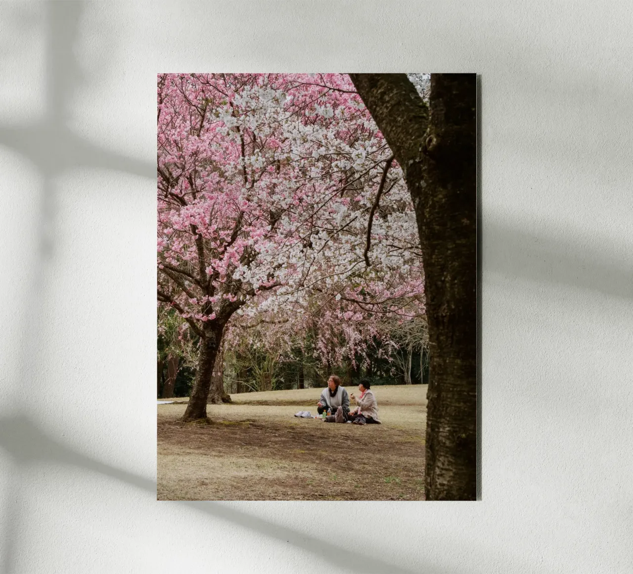 Picnic con i ciliegi in fiore, Giappone pannello forex da Marcel Bisig