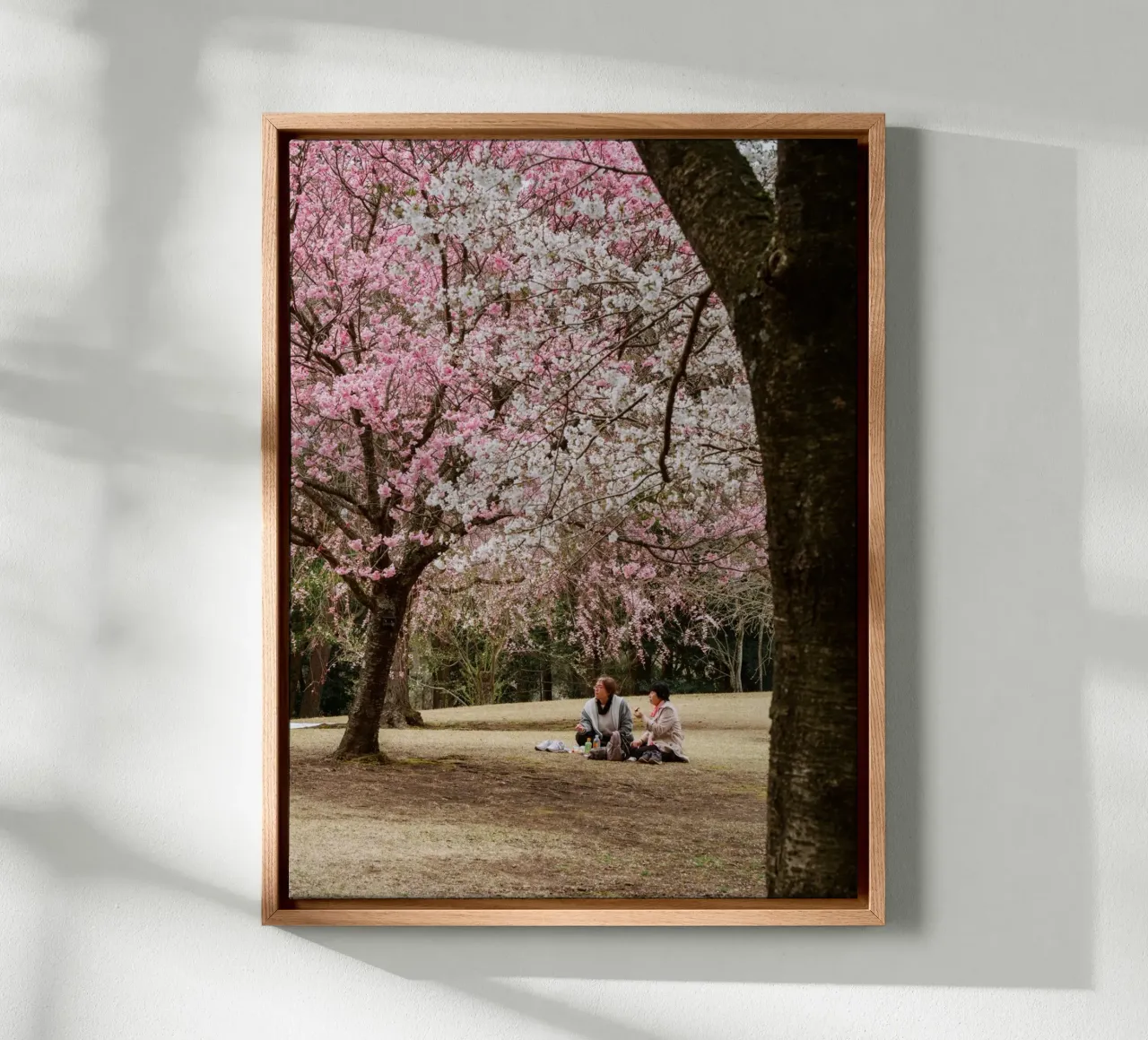 Picnic con i ciliegi in fiore, Giappone tela da Marcel Bisig