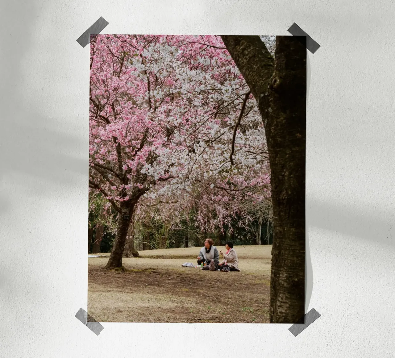 Picnic con i ciliegi in fiore, Giappone carta hahnemühle da Marcel Bisig