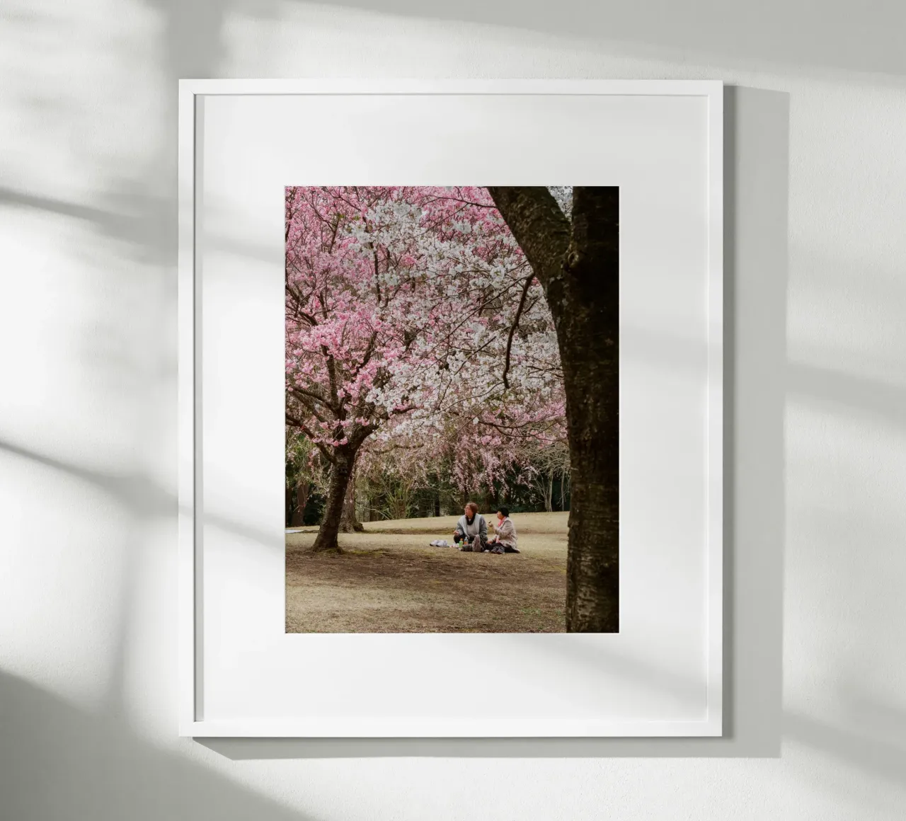 Picnic con i ciliegi in fiore, Giappone carta hahnemühle da Marcel Bisig