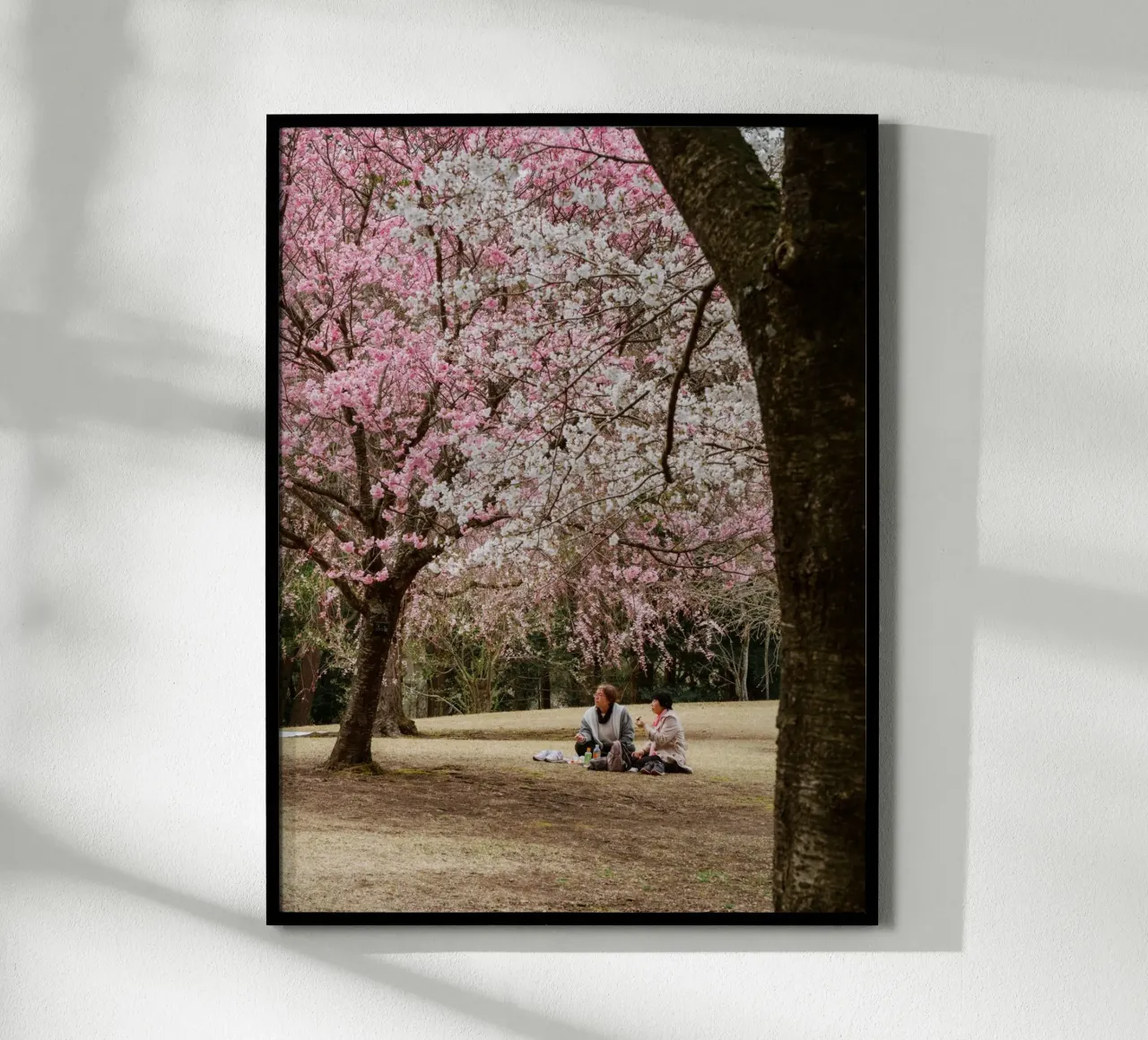 Picnic con i ciliegi in fiore, Giappone carta hahnemühle da Marcel Bisig
