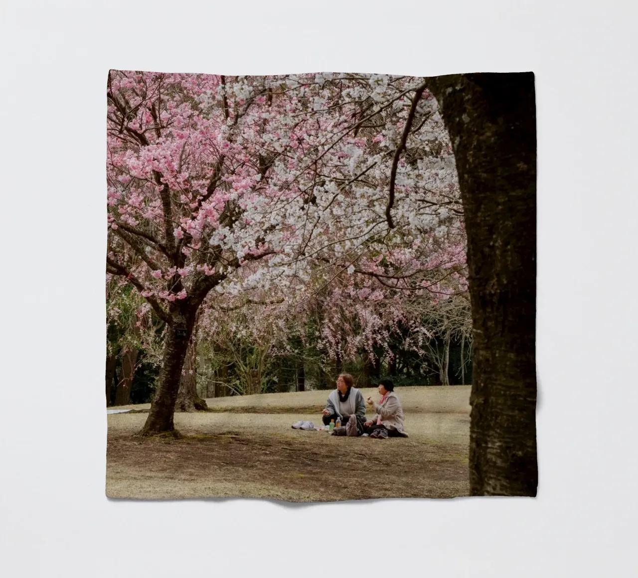 Picnic con i ciliegi in fiore, Giappone coperta in pile da Marcel Bisig