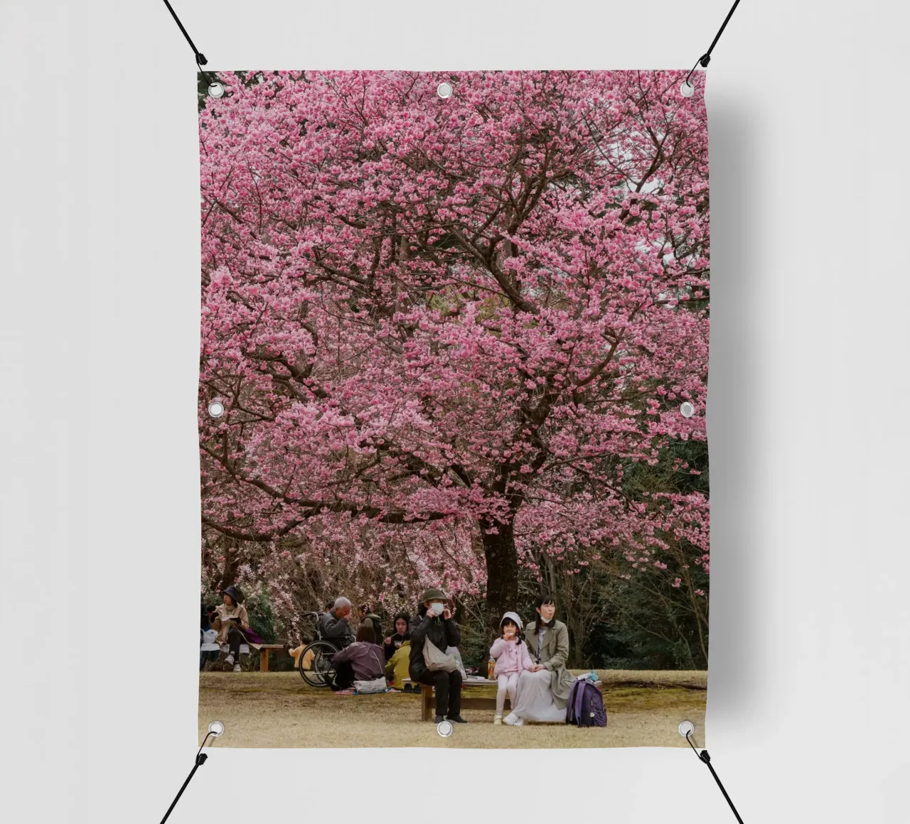 Fiori di ciliegio rosa in Giappone telo in pvc da Marcel Bisig