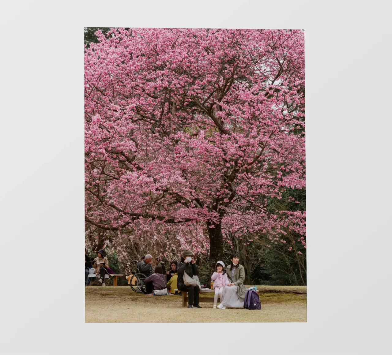 Fiori di ciliegio rosa in Giappone telo in pvc da Marcel Bisig