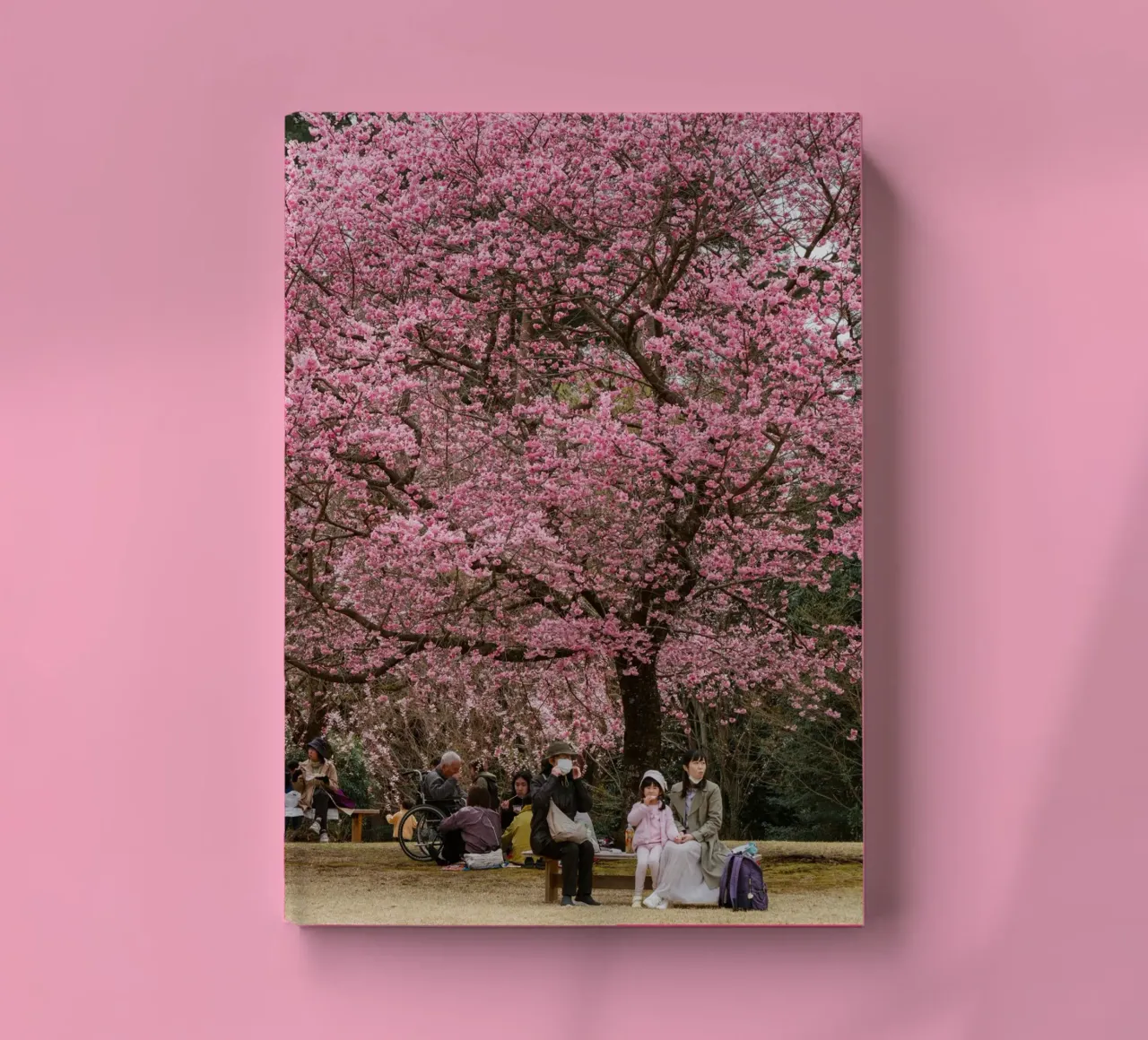 Fiori di ciliegio rosa in Giappone diario da Marcel Bisig