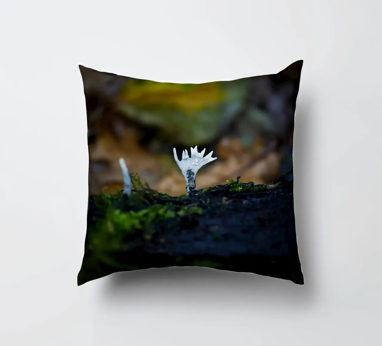 Funghi cuscino da Tom's Wildlife