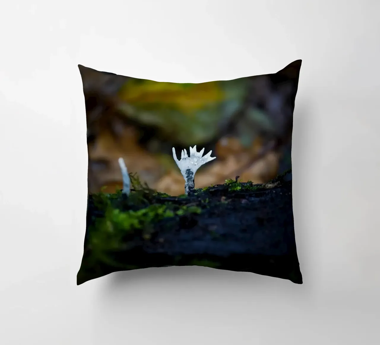 Funghi cuscino da Tom's Wildlife