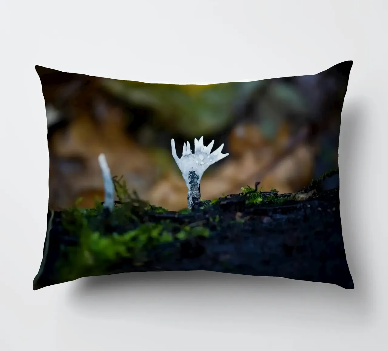 Funghi cuscino da Tom's Wildlife