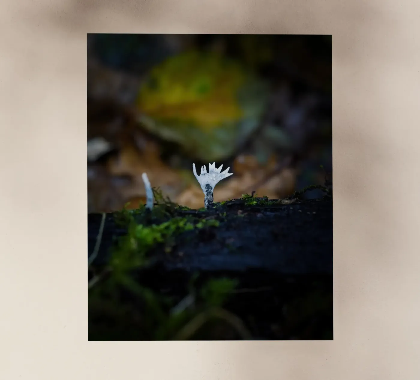 Champignons backlit folie van Tom's Wildlife
