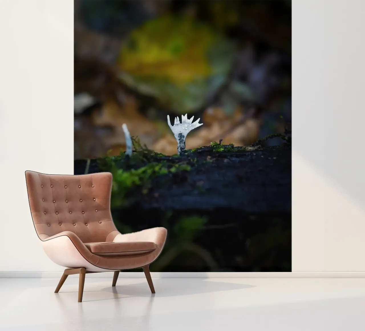 Champignons fotobehang van Tom's Wildlife
