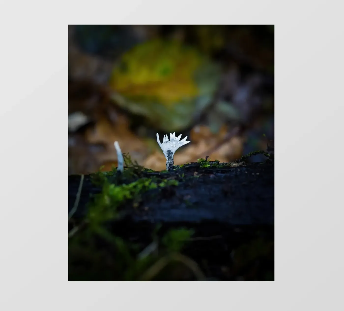 Champignons fotobehang van Tom's Wildlife