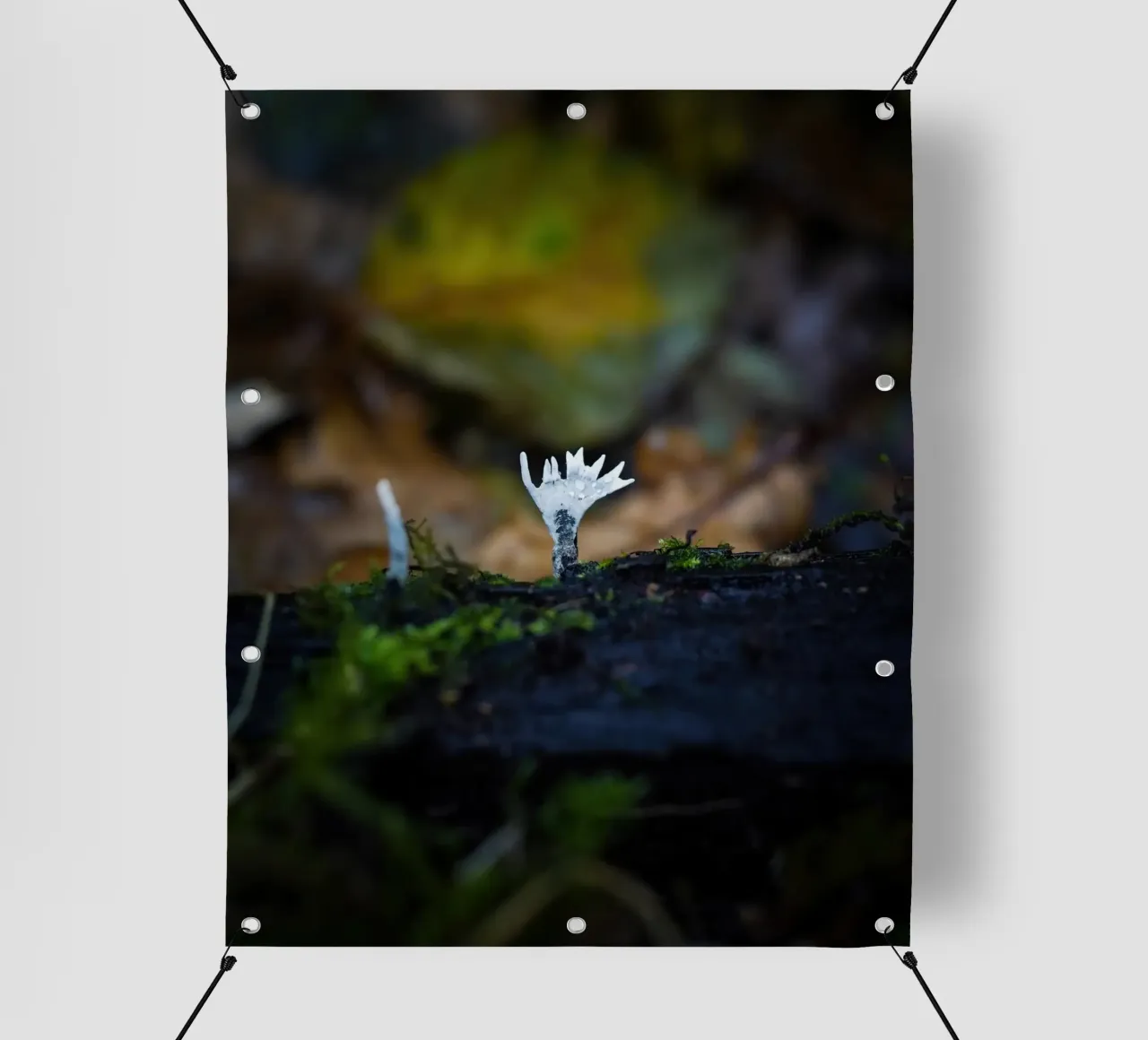 Funghi telo in pvc da Tom's Wildlife