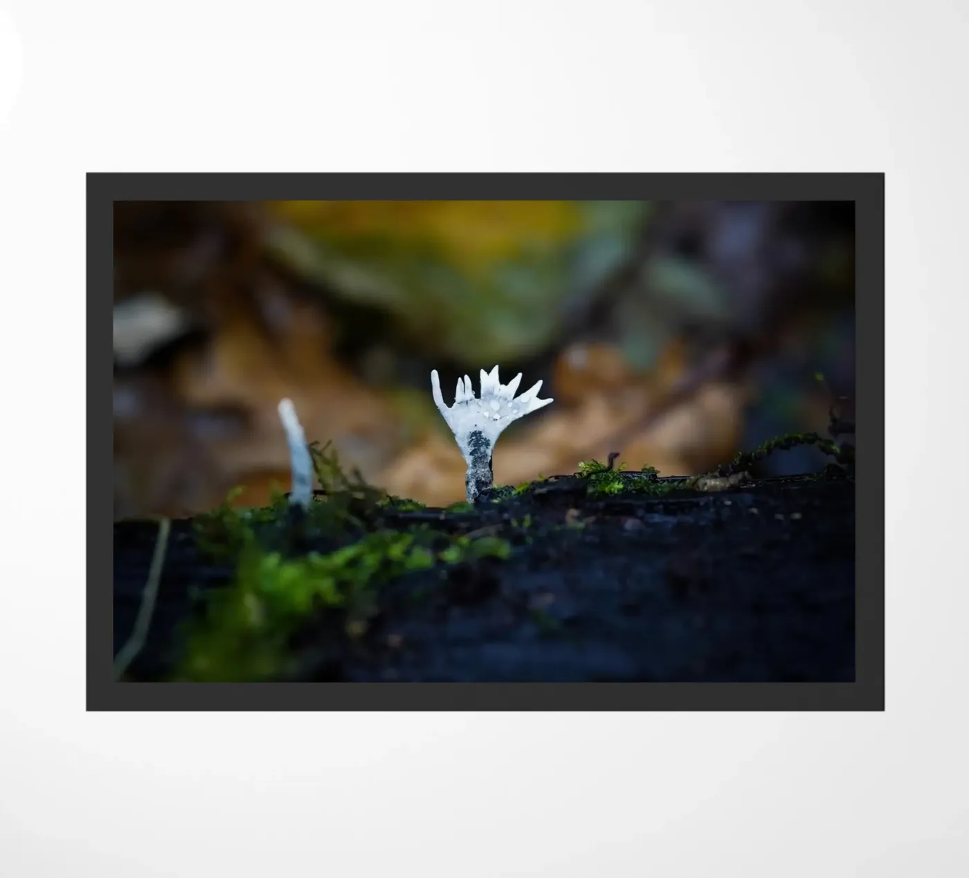 Mushrooms Fußmatte von Tom's Wildlife