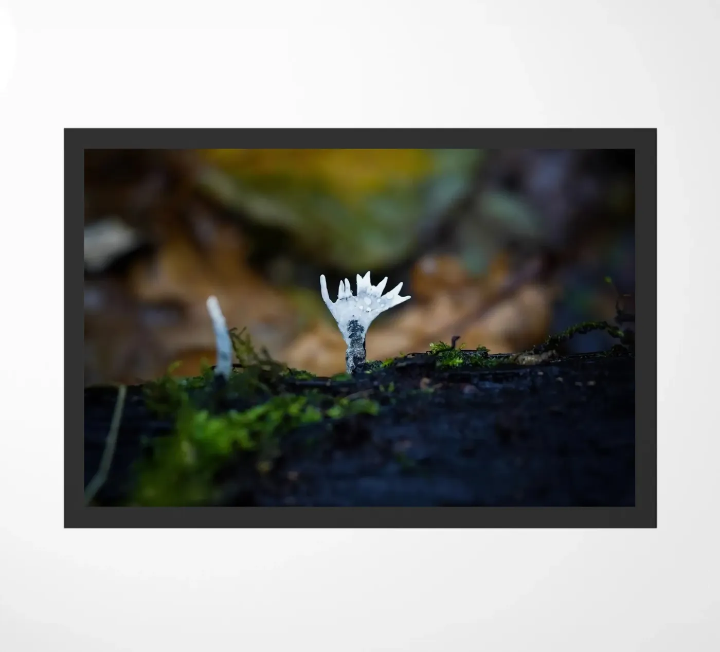 Mushrooms doormat by Tom's Wildlife