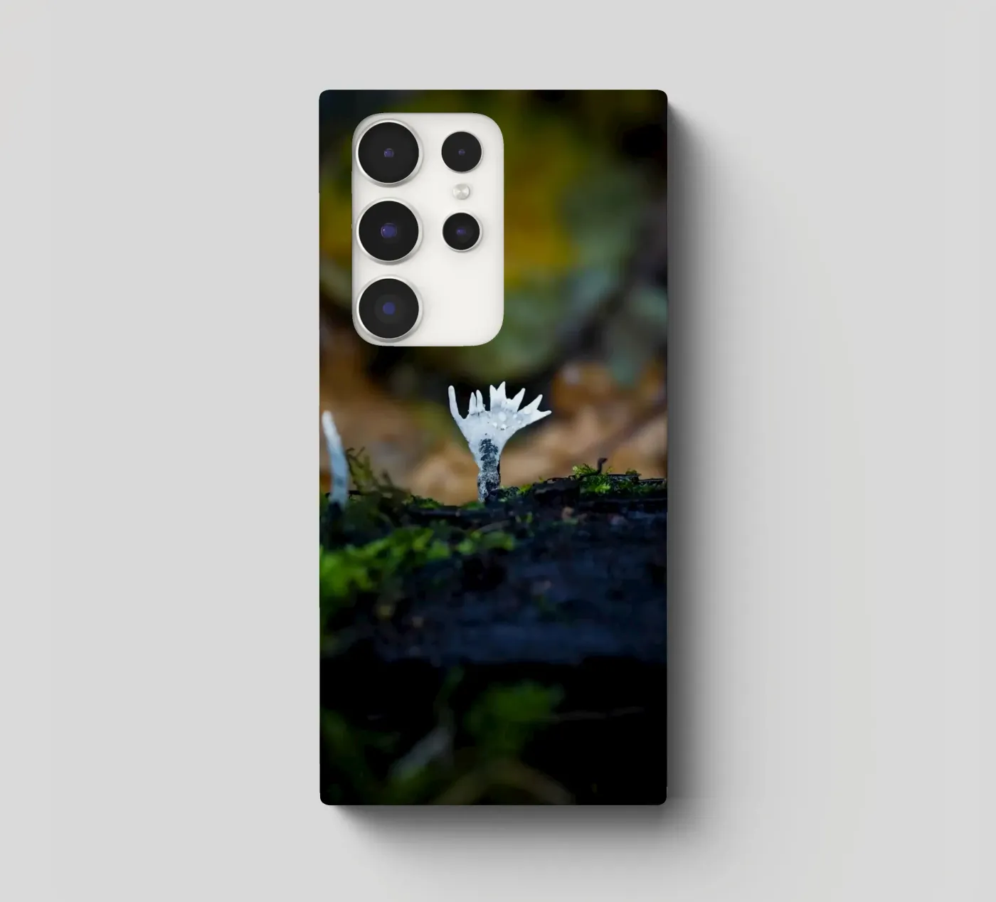 Mushrooms cover samsung da Tom's Wildlife