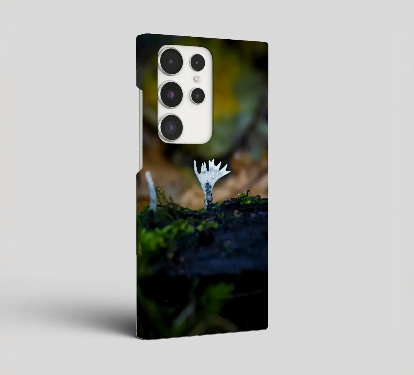 Mushrooms cover samsung da Tom's Wildlife