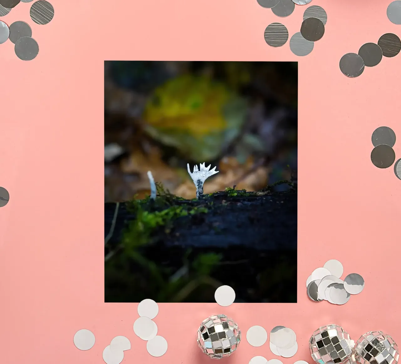 Champignons sticker van Tom's Wildlife