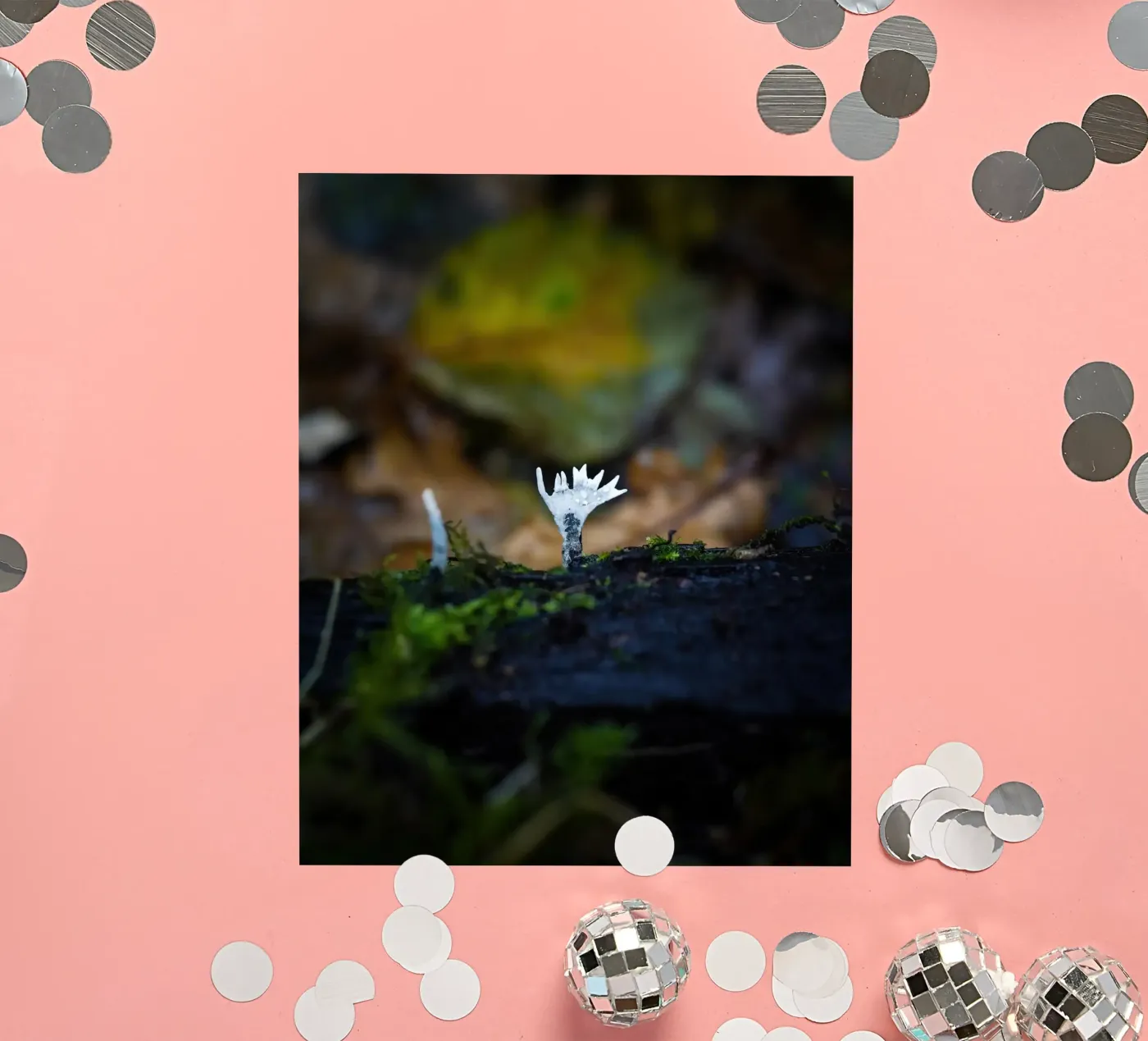 Champignons sticker van Tom's Wildlife