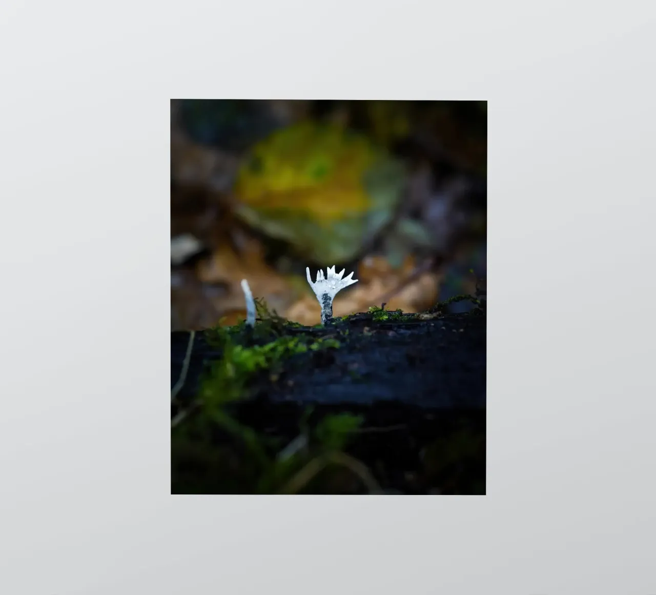 Champignons sticker van Tom's Wildlife