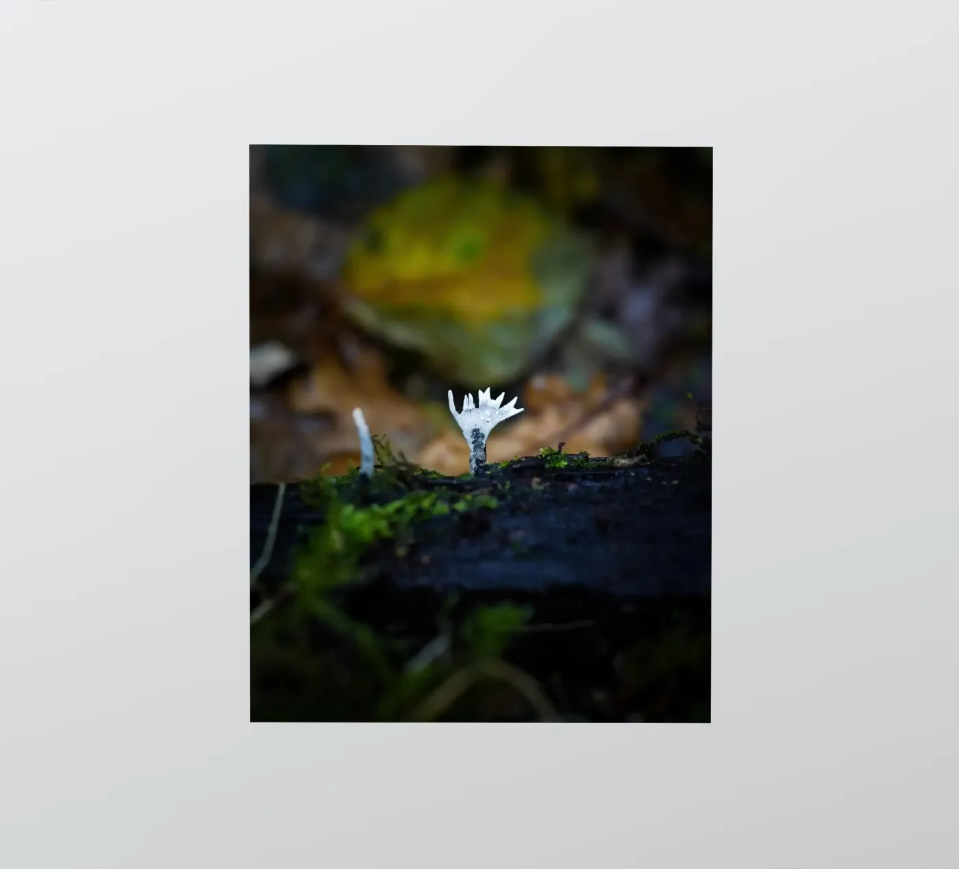 Champignons sticker van Tom's Wildlife