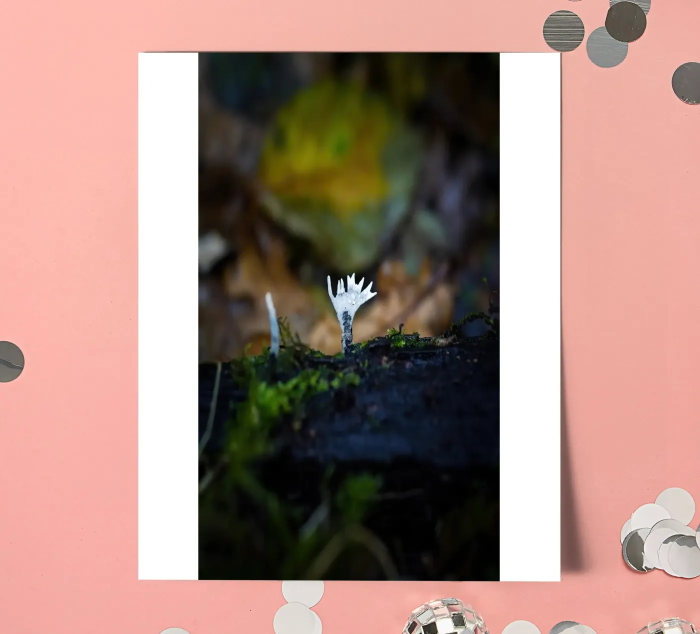 Champignons stickervel van Tom's Wildlife