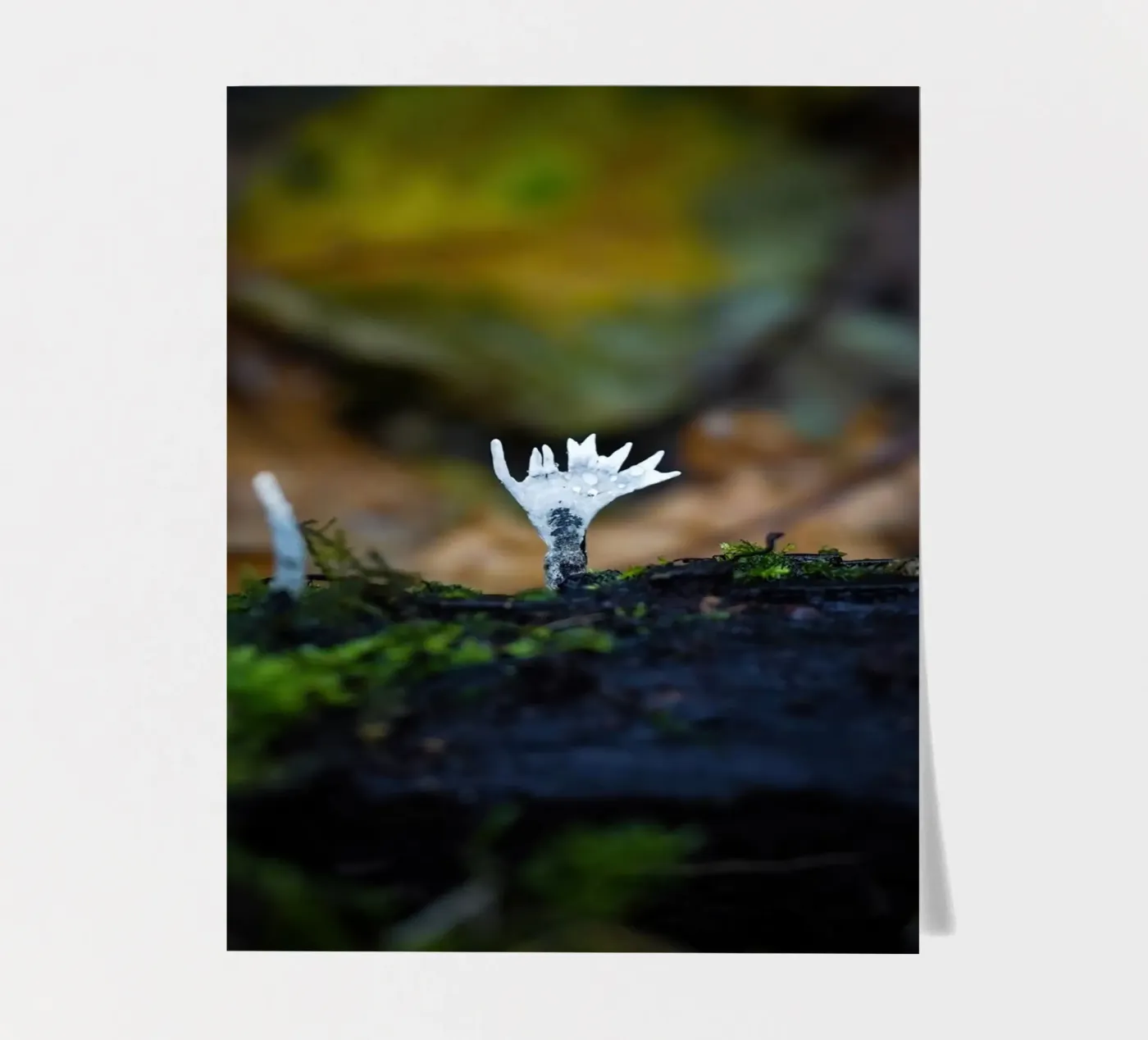 Champignons stickervel van Tom's Wildlife