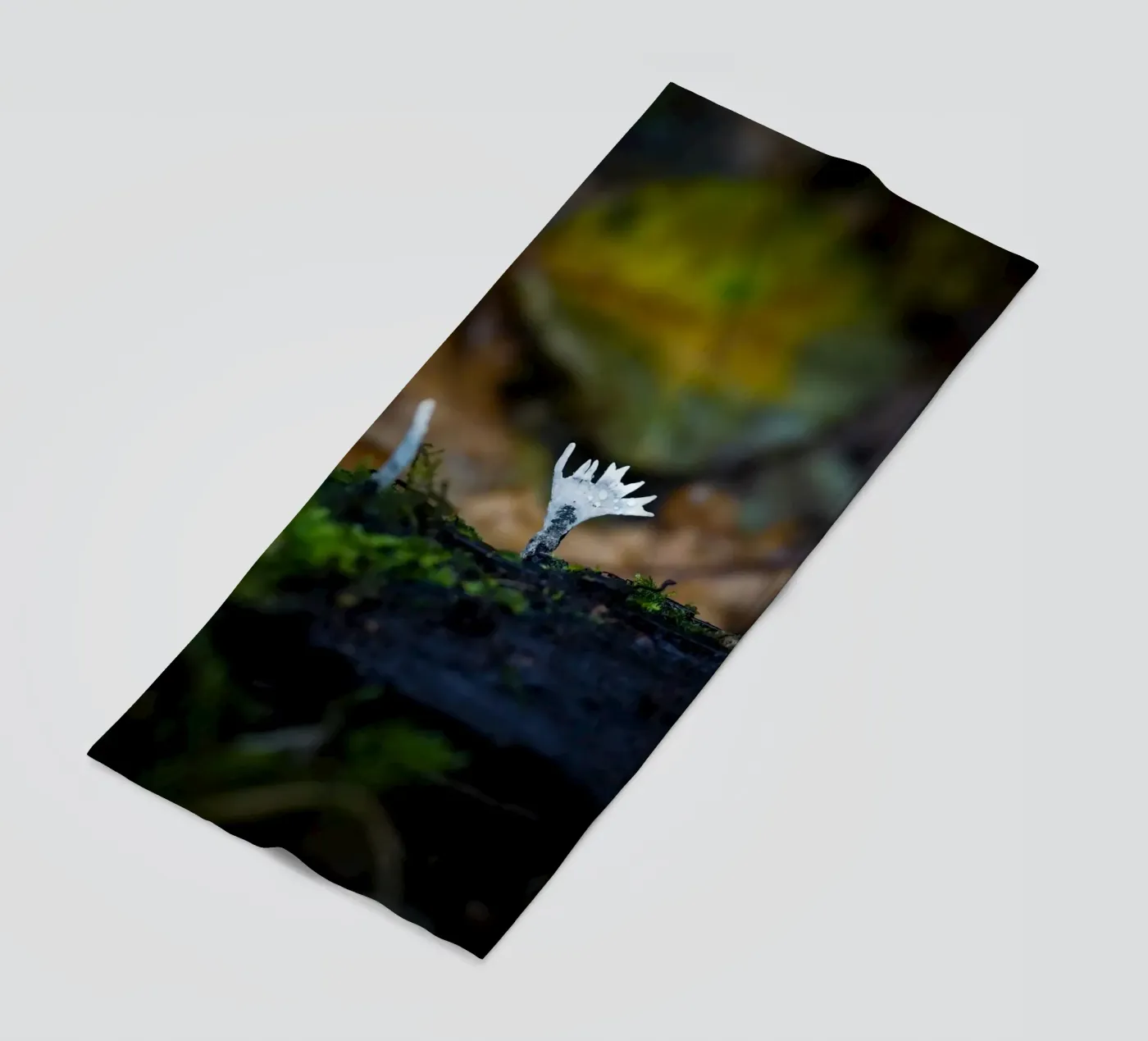 Pilze Strandtuch von Tom's Wildlife