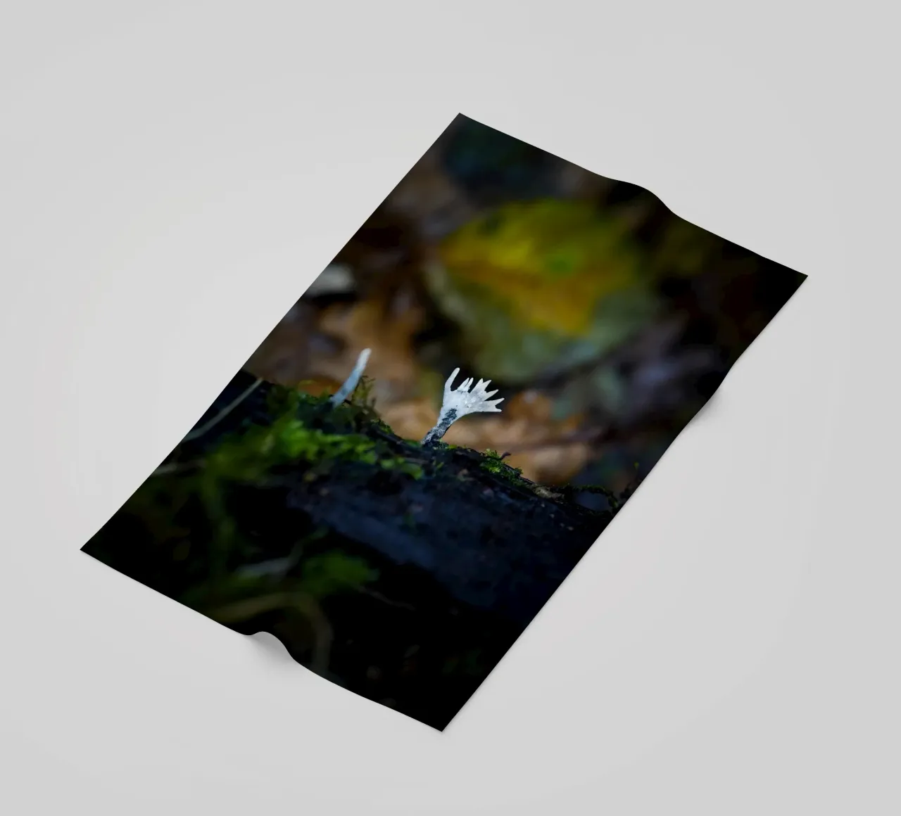 Mushrooms beach towel by Tom's Wildlife