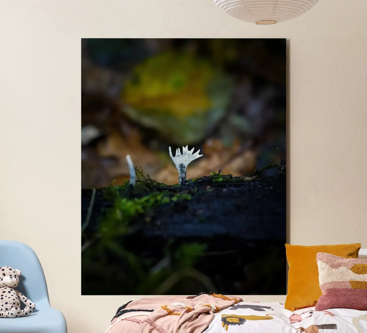 Funghi pannello forex da Tom's Wildlife