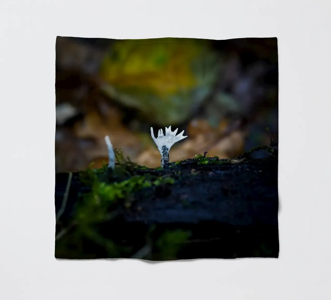 Champignons fleecedeken van Tom's Wildlife