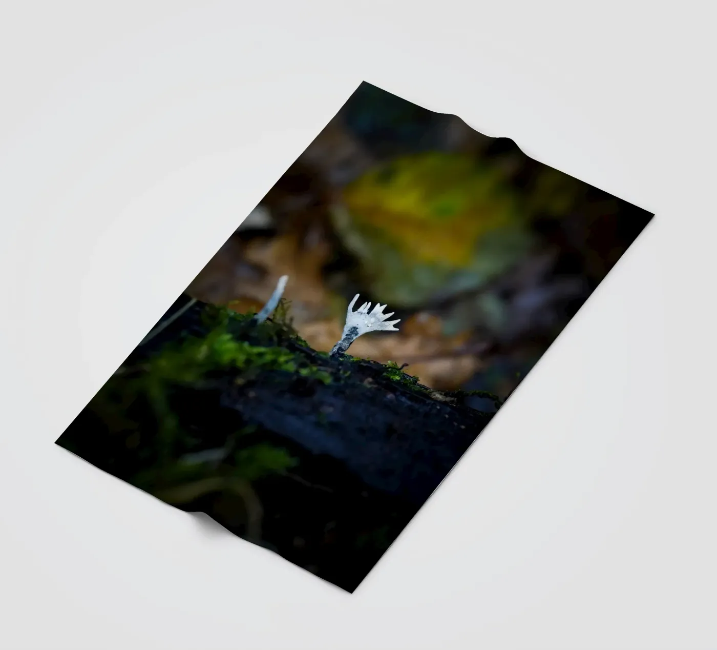 Mushrooms fleece blanket by Tom's Wildlife