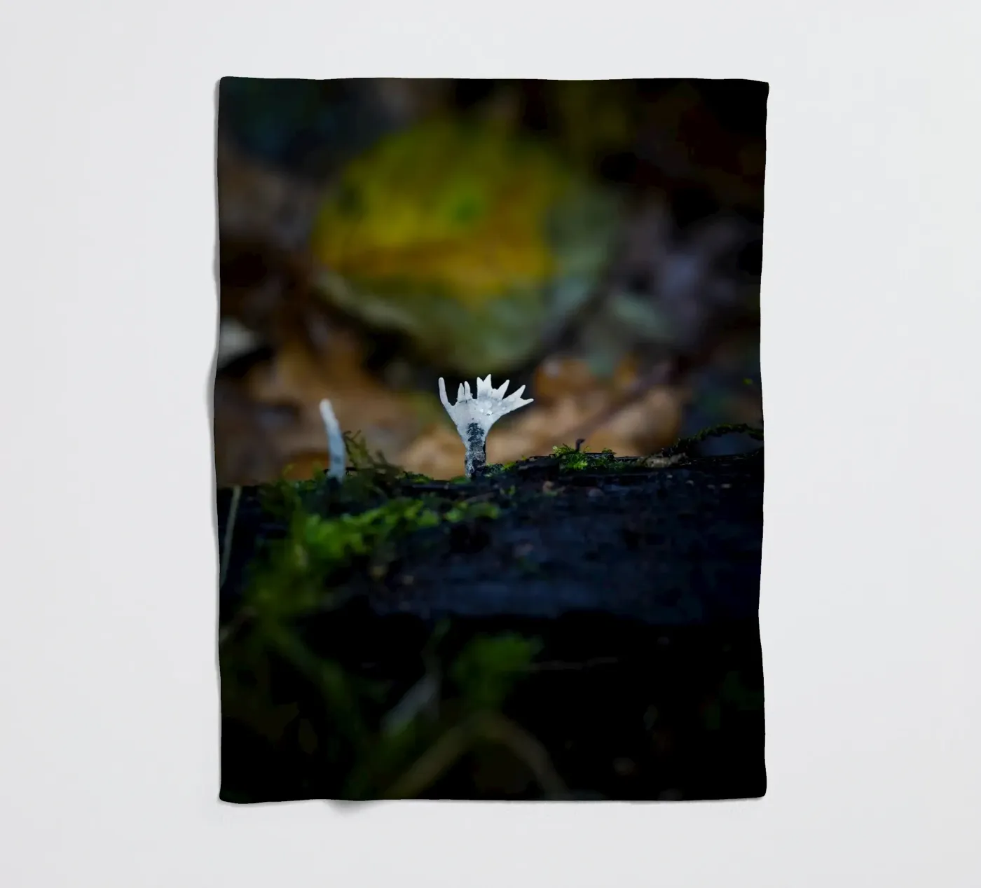 Mushrooms fleece blanket by Tom's Wildlife
