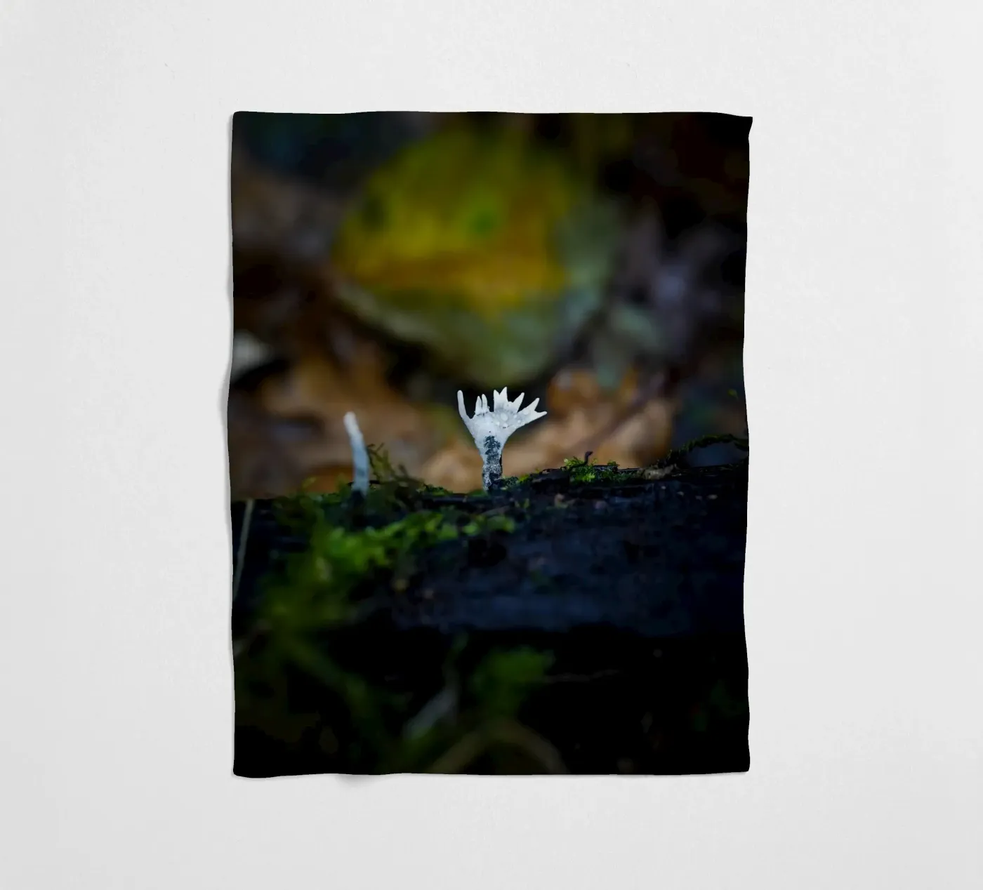 Mushrooms fleece blanket by Tom's Wildlife