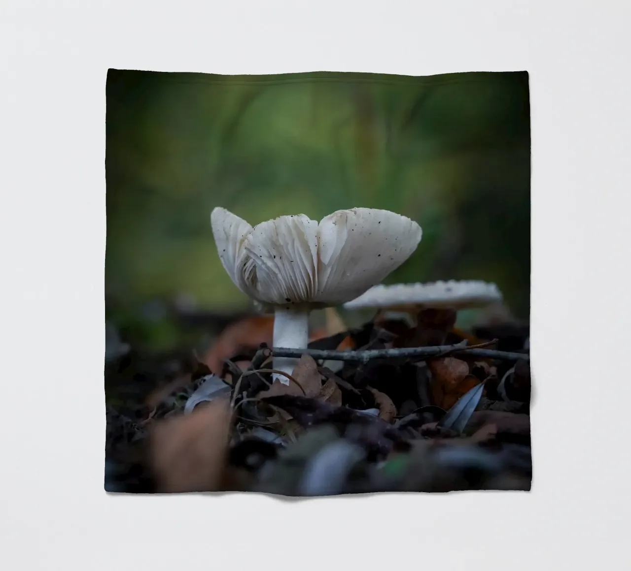 Funghi in autumn coperta in pile da Tom's Wildlife