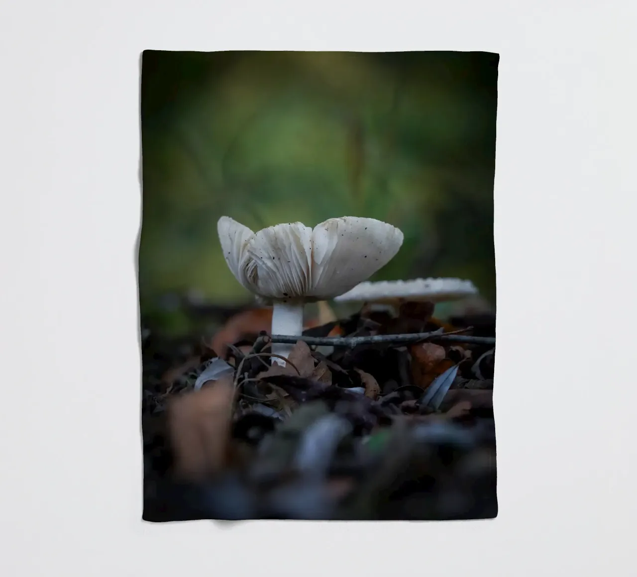 Funghi in autumn coperta in pile da Tom's Wildlife