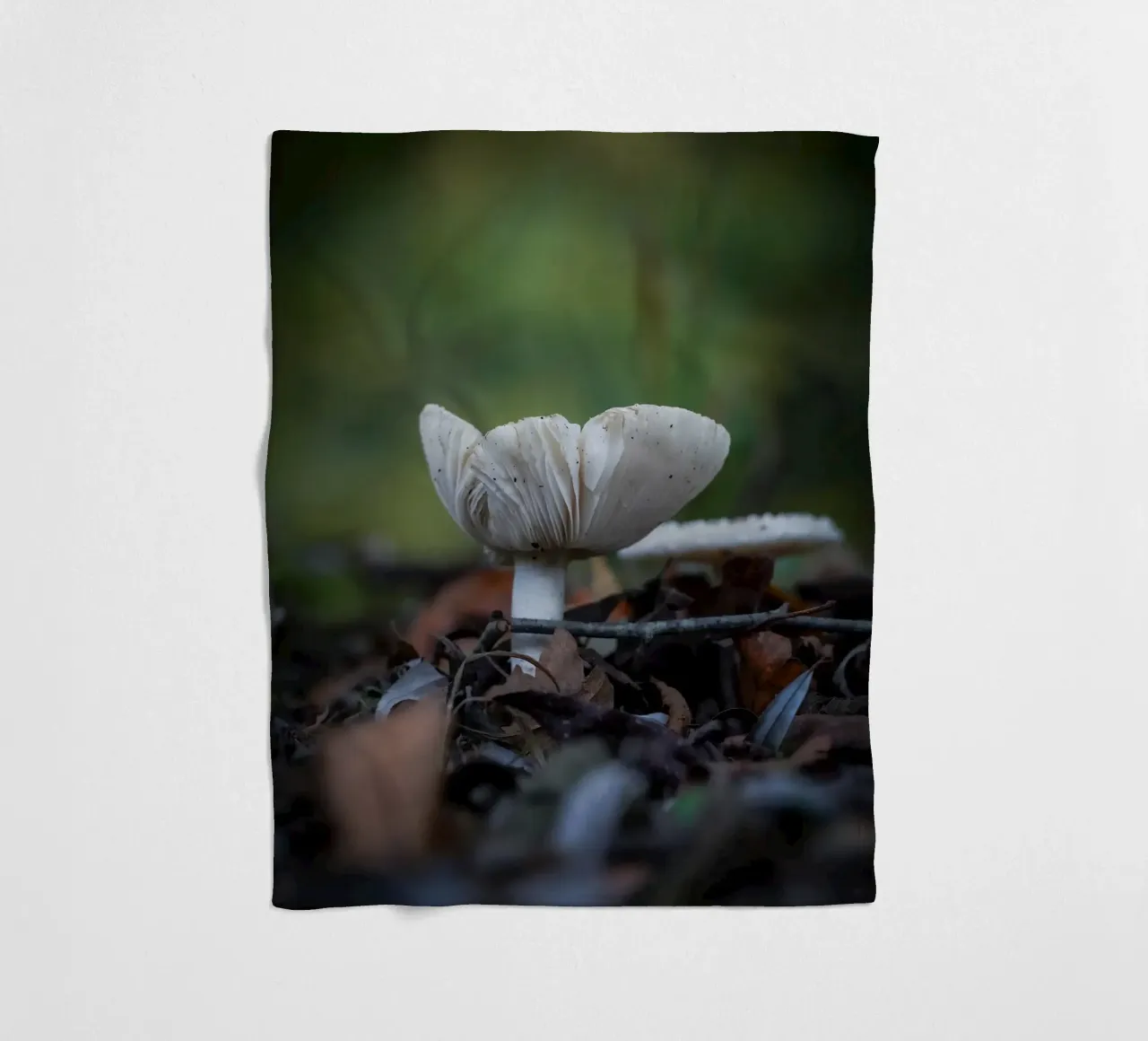 Funghi in autumn coperta in pile da Tom's Wildlife