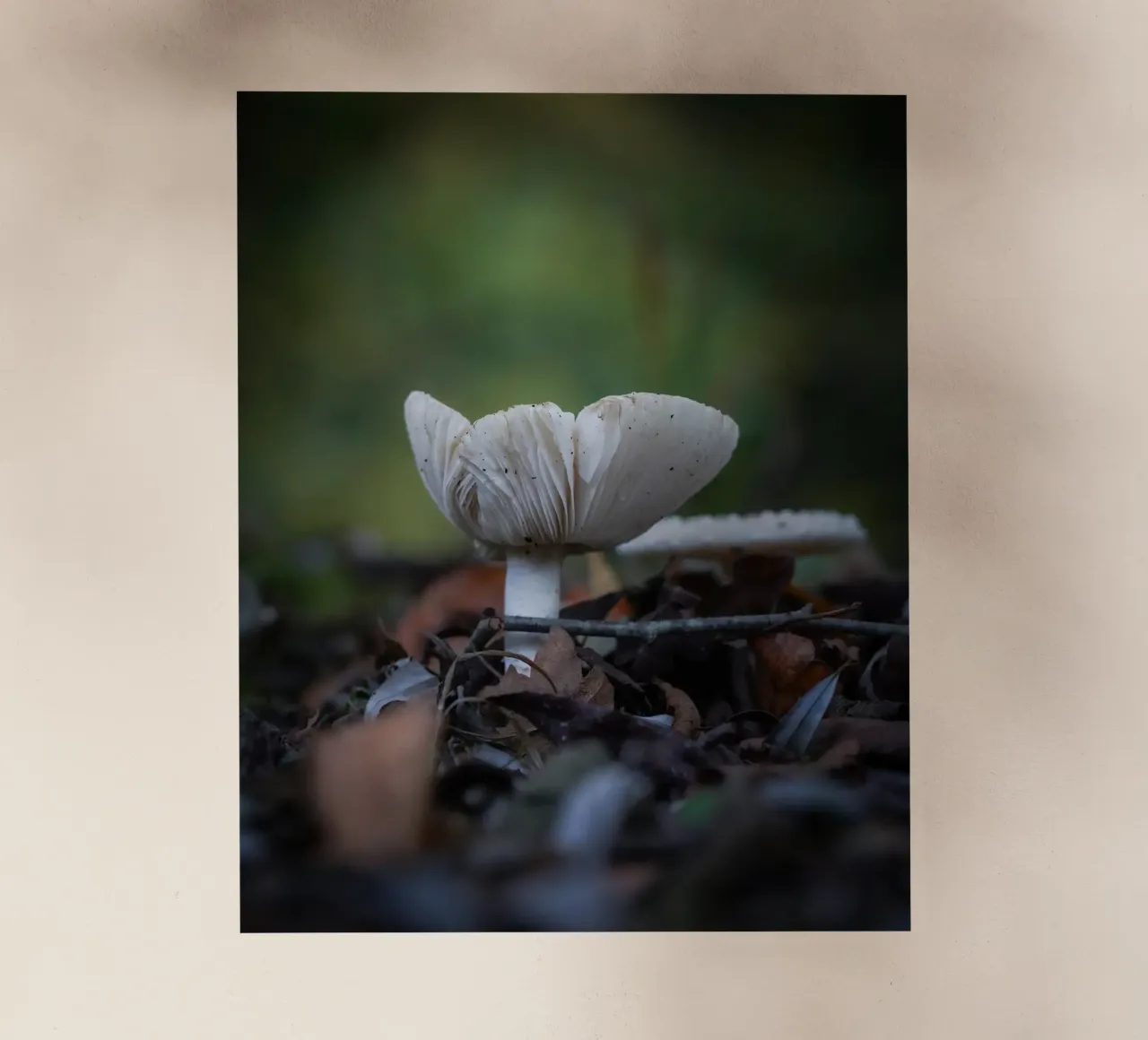 Funghi in autumn pellicola backlit da Tom's Wildlife