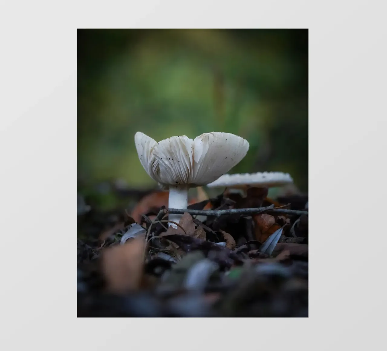 Funghi in autumn pellicola backlit da Tom's Wildlife