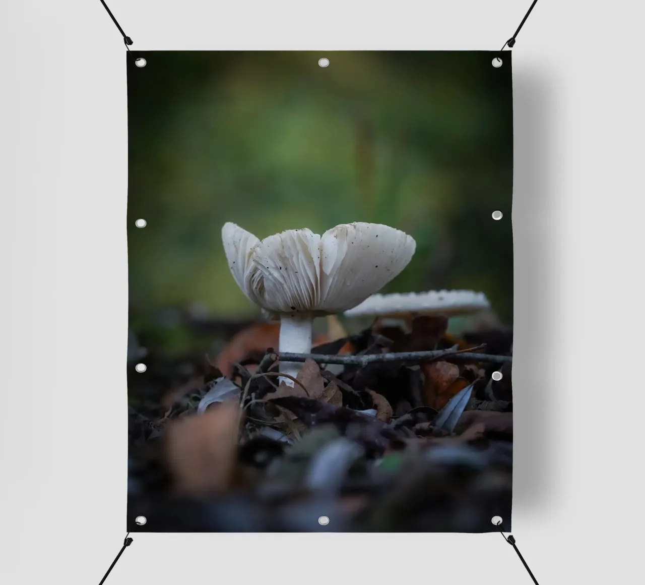 Funghi in autumn telo in pvc da Tom's Wildlife