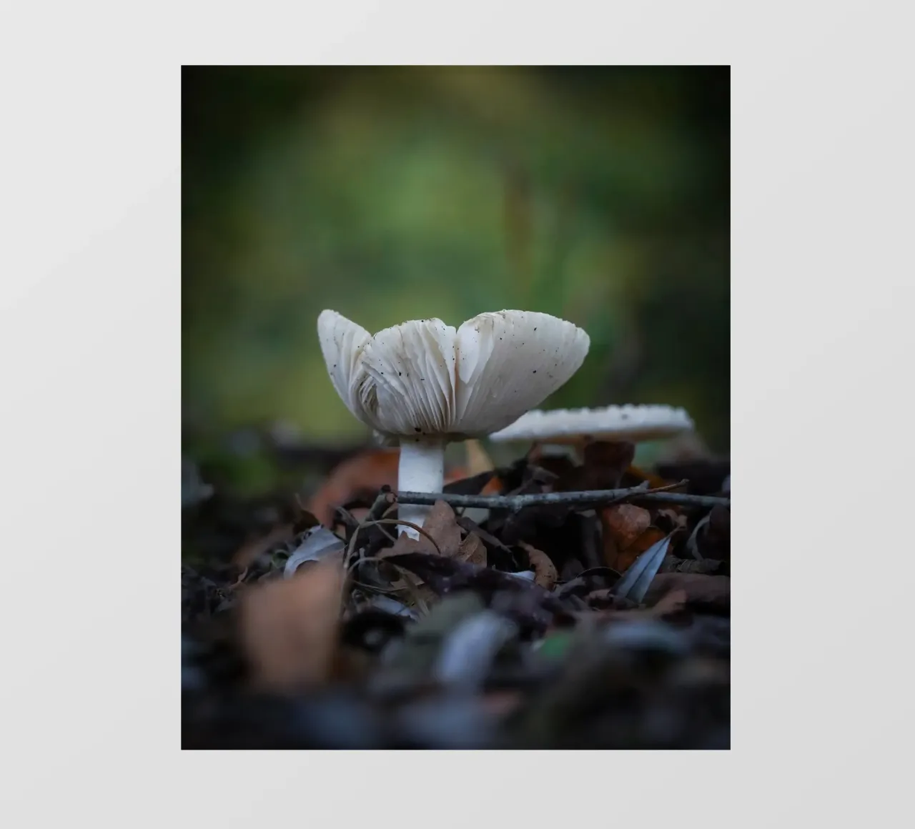 Funghi in autumn telo in pvc da Tom's Wildlife