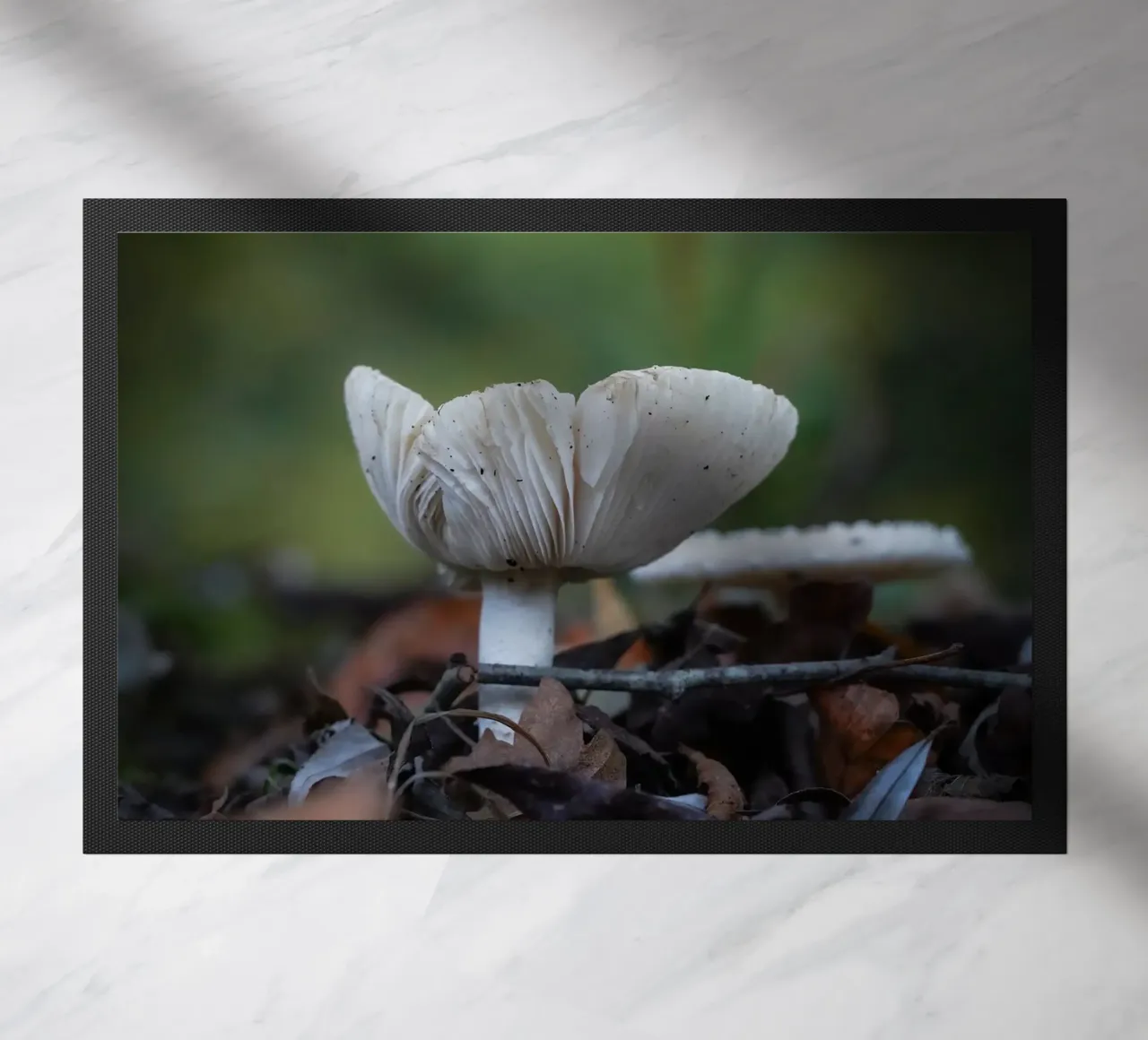 Funghi in autumn zerbino da Tom's Wildlife