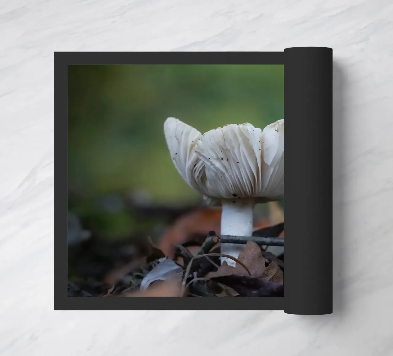 Funghi in autumn zerbino da Tom's Wildlife