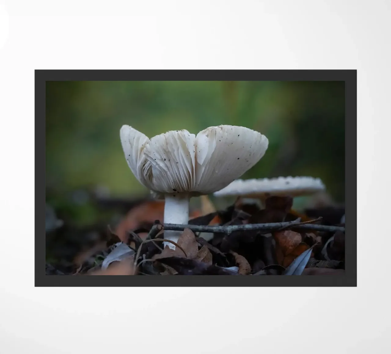 Funghi in autumn zerbino da Tom's Wildlife