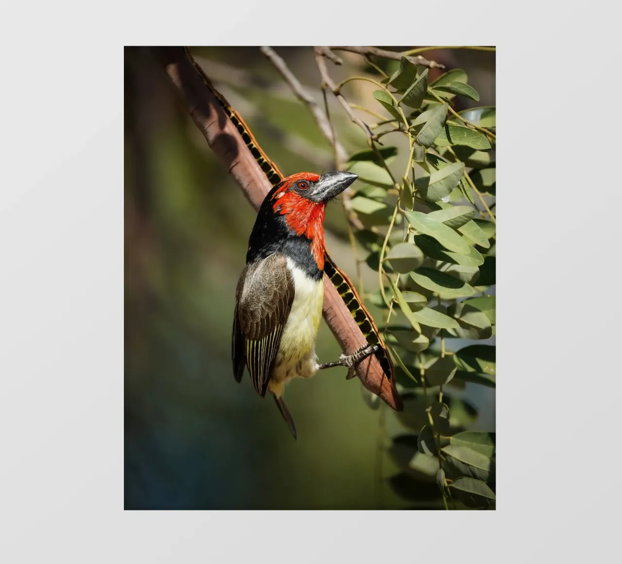 Barbetto dal collare nero pellicola backlit da Tom's Wildlife