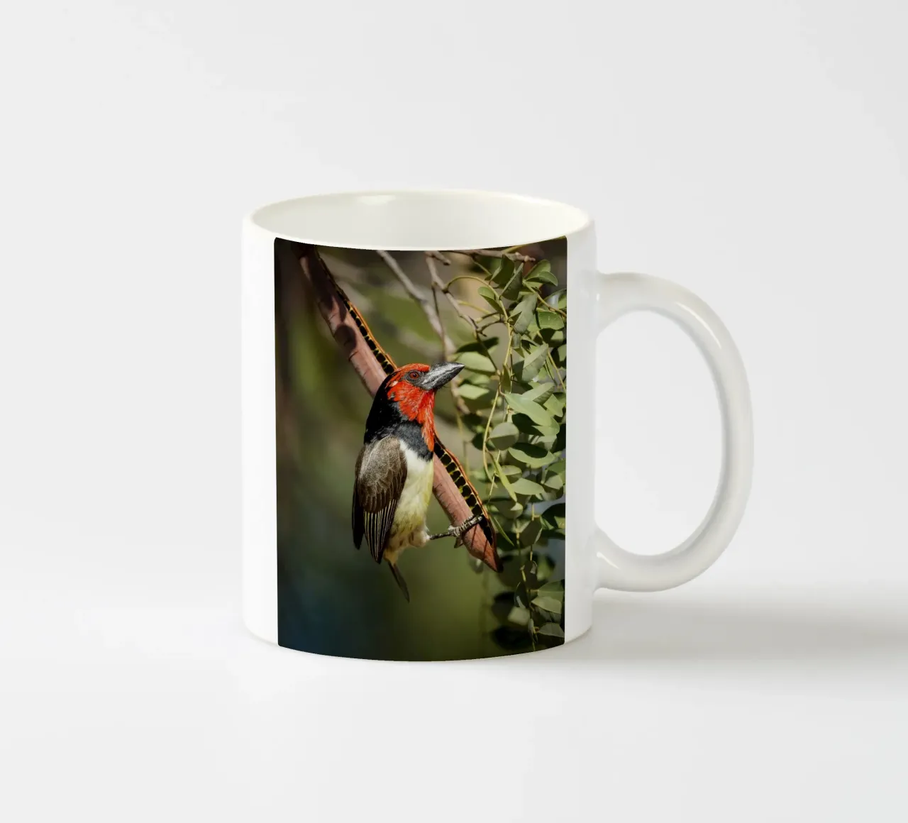 Barbetto dal collare nero tazza in ceramica da Tom's Wildlife