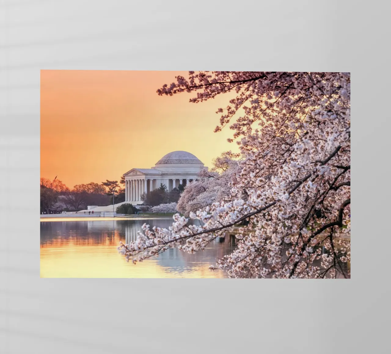 Jefferson Memorial e fiori di ciliegio, Washington, D.C., USA pellicola backlit da Wanderlust Vibes