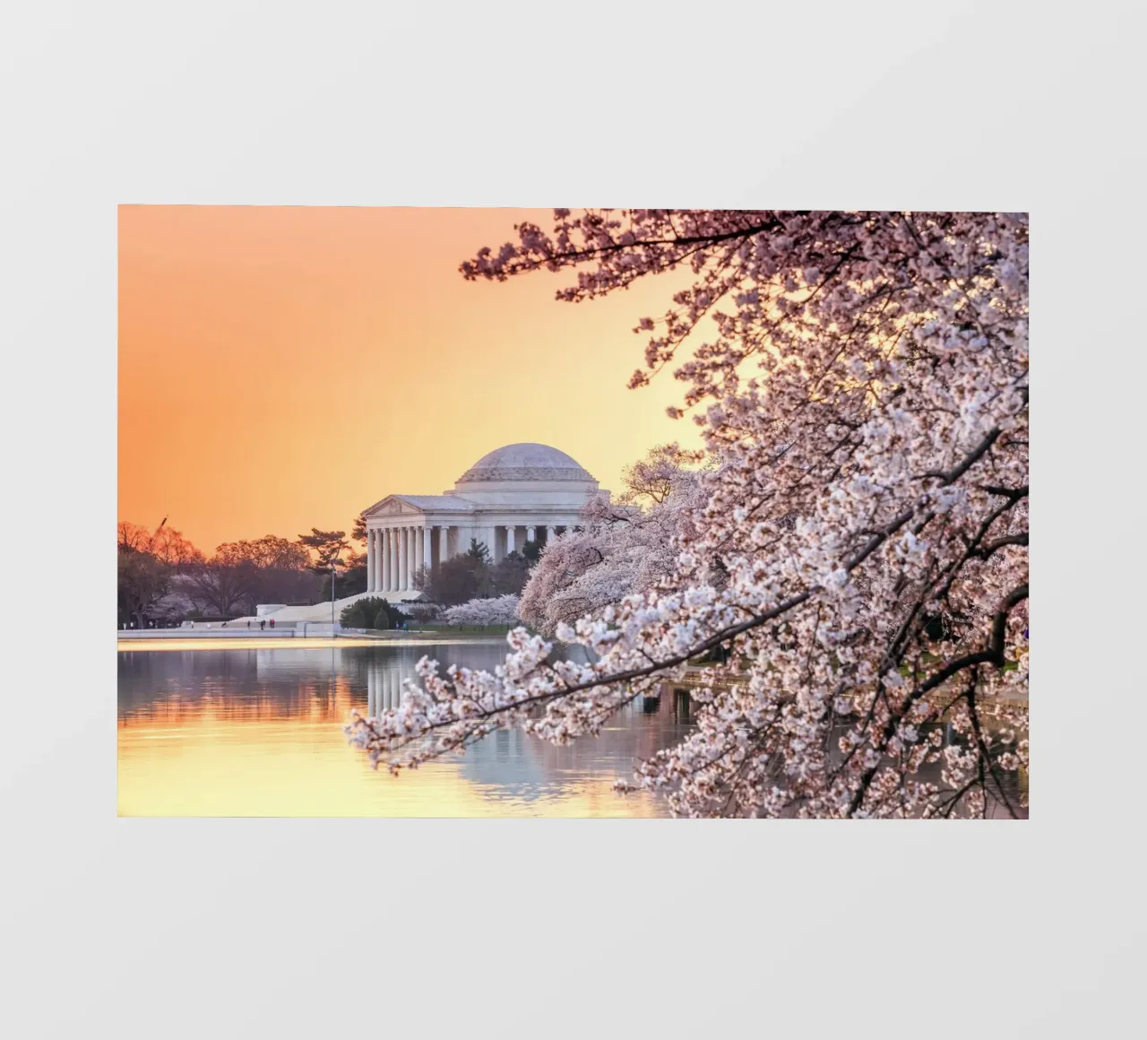 Jefferson Memorial e fiori di ciliegio, Washington, D.C., USA telo in pvc da Wanderlust Vibes